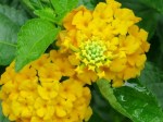 Lantana camara 'Sundancer'