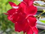 Nerium oleander 'Little Red'