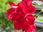 Nerium oleander 'Little Red'