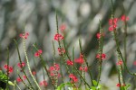 Stachytarpheta indica (Red)