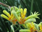 Anigozanthos spp. (Yellow Kangaroo Paw)