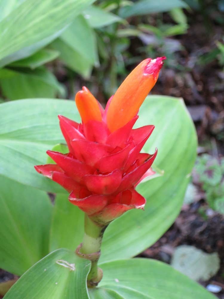 Costus productus (Dwarf Orange Ginger)