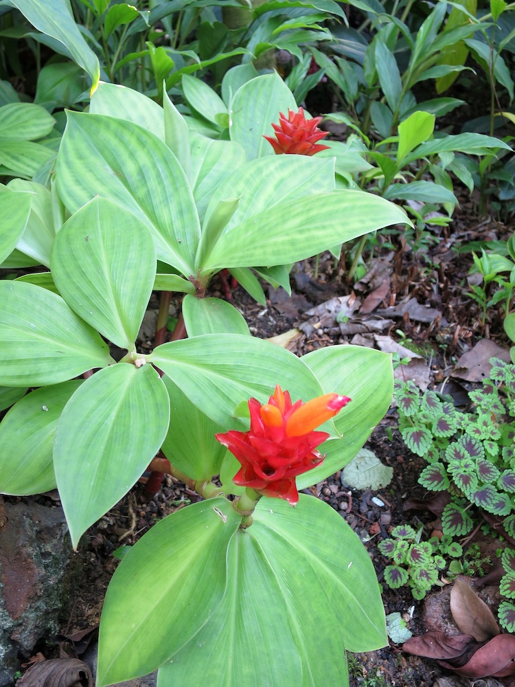 Costus productus (Dwarf Orange Ginger)