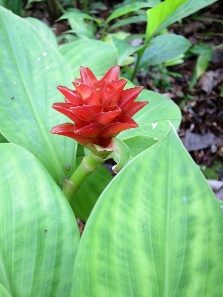 Costus productus (Dwarf Orange Ginger)