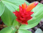 Costus productus (Dwarf Orange Ginger)