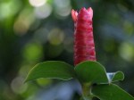 Costus woodsonii (Red Button Ginger)