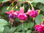 Fuchsia hybrida 'Brinco de Princesa'