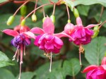 Fuchsia hybrida 'Brinco de Princesa'