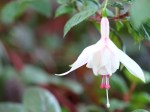 Fuchsia hybrida (Pink flushed white)