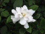 Gardenia jasminoides ellis