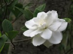 Gardenia jasminoides ellis
