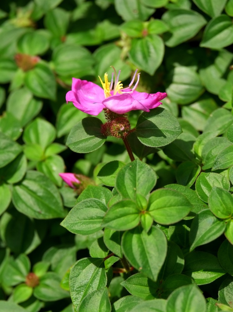 Heterotis rotundifolia