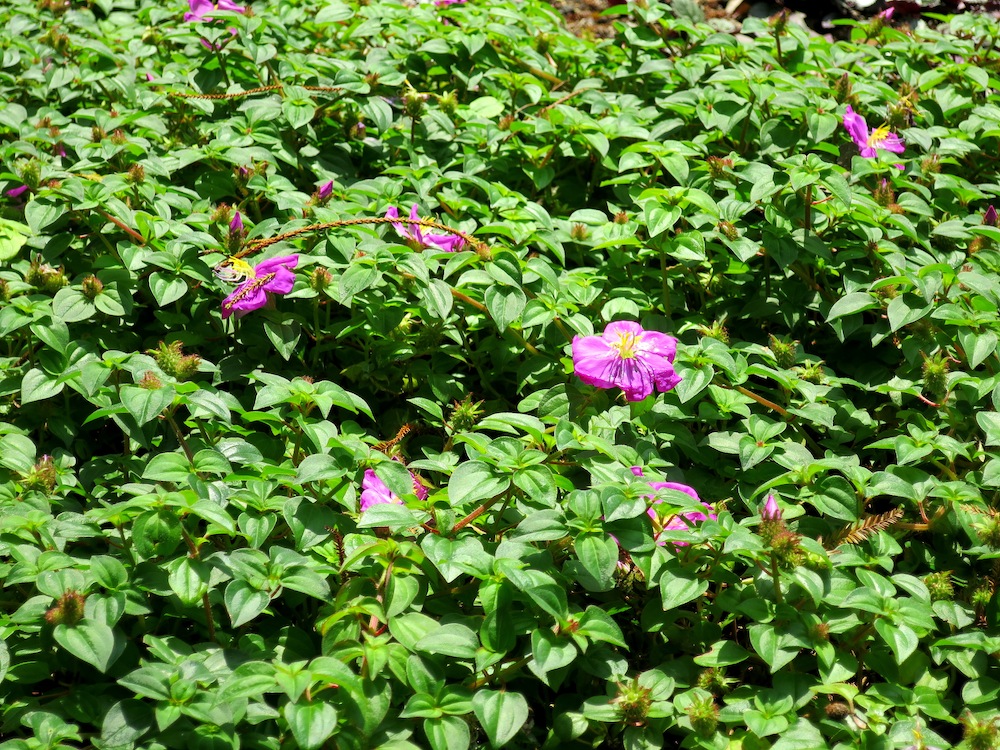 Heterotis rotundifolia
