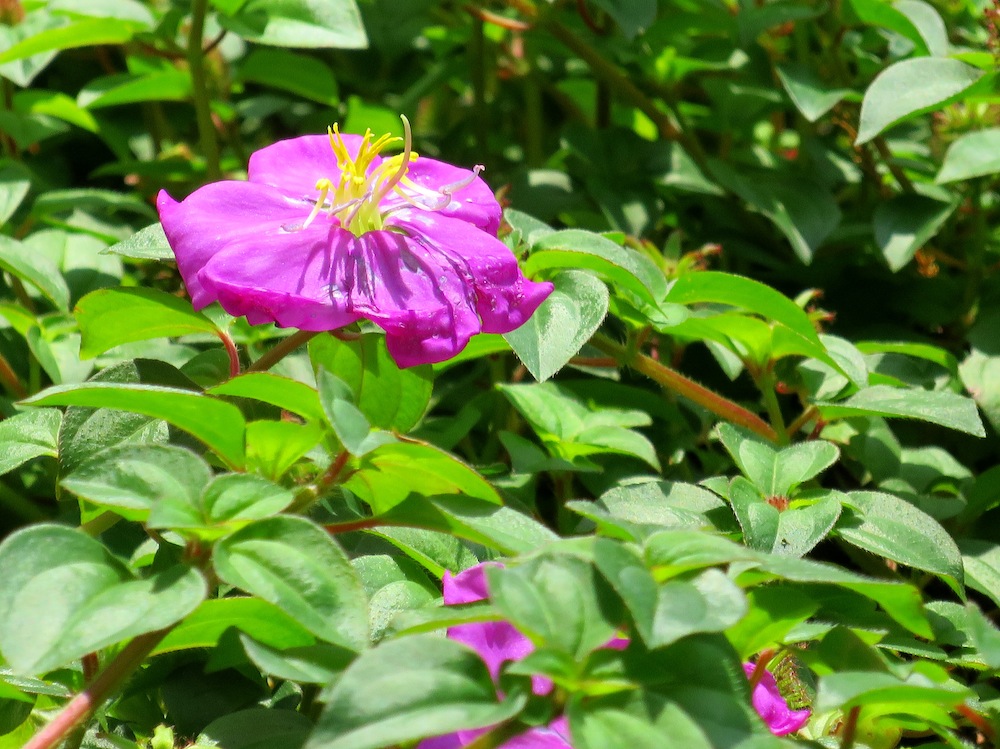 Heterotis rotundifolia