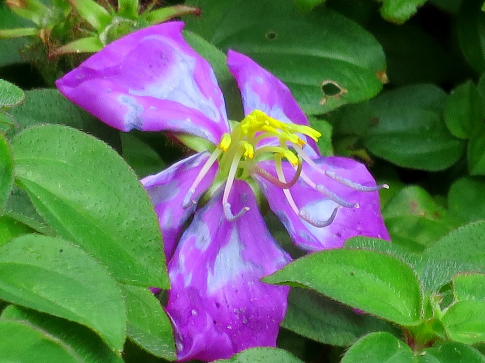 Heterotis rotundifolia
