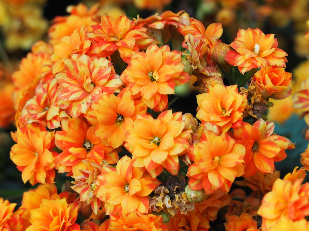Hydrangea macrophylla 'Double Delights' (Orange)