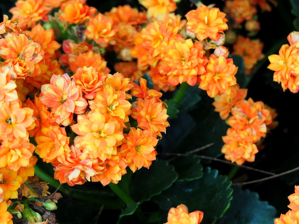 Hydrangea macrophylla 'Double Delights' (Orange)