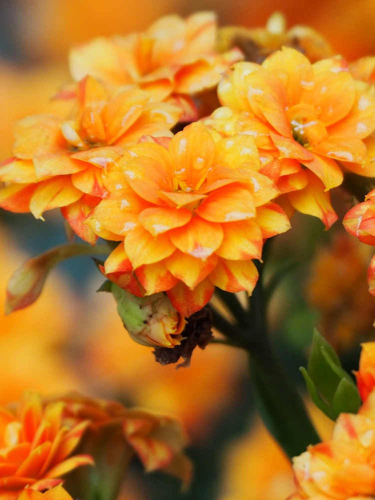 Hydrangea macrophylla 'Double Delights' (Orange)