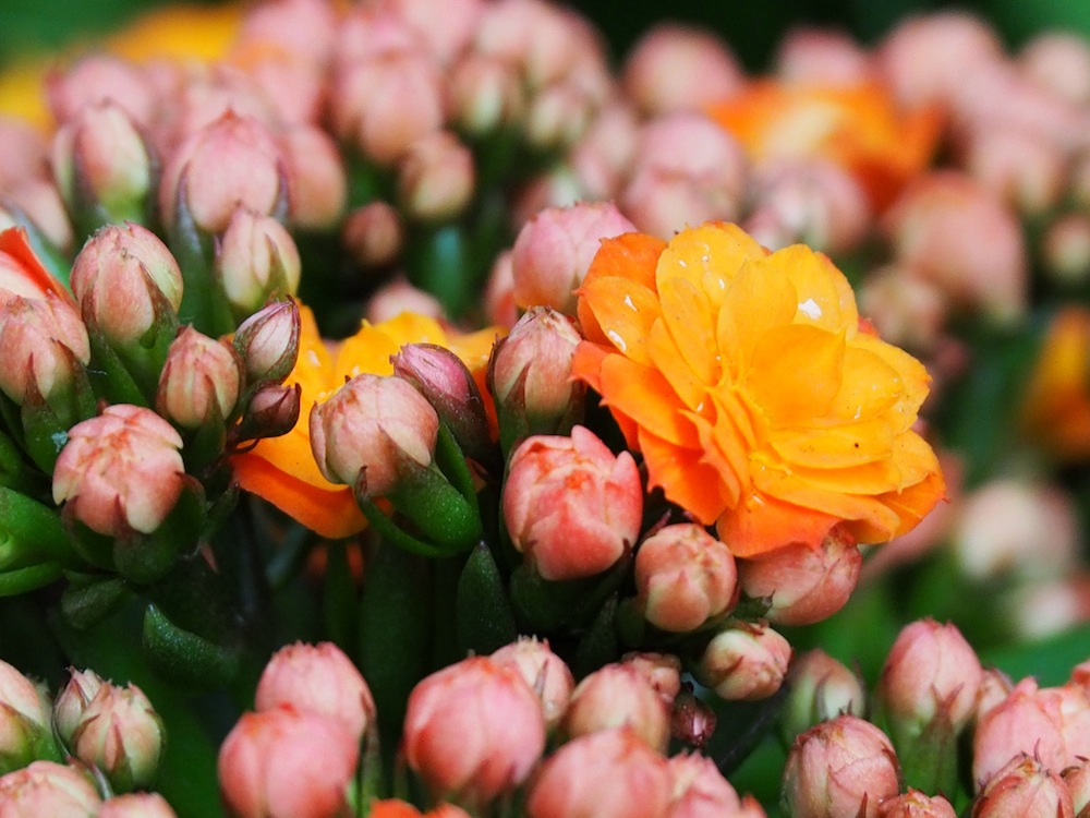 Hydrangea macrophylla 'Double Delights' (Orange)