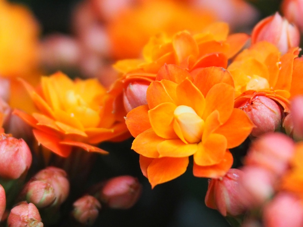 Hydrangea macrophylla 'Double Delights' (Orange)