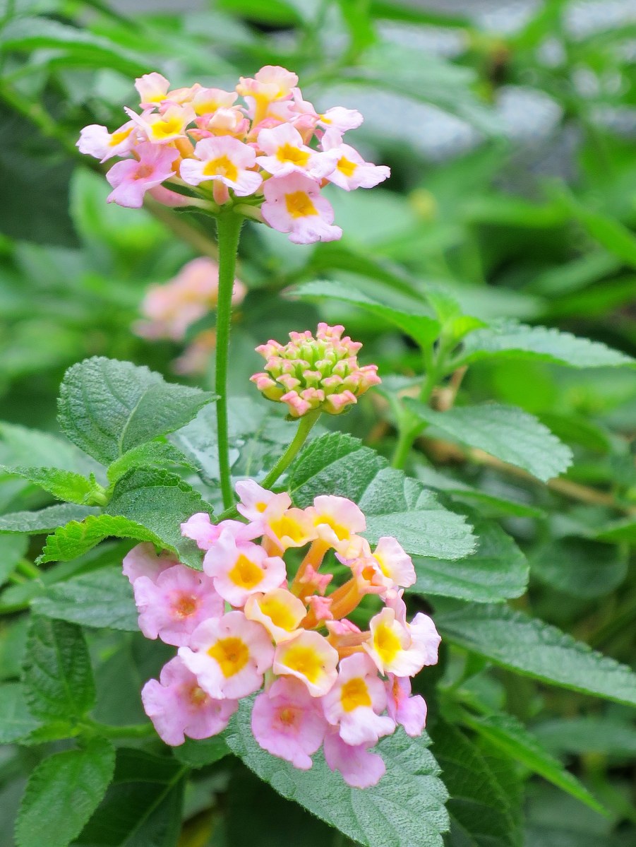 Lantana camara 'Mutabilis'
