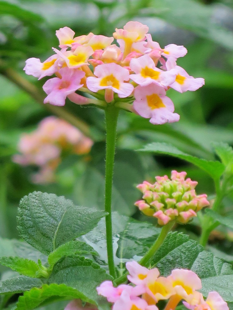 Lantana camara 'Mutabilis'