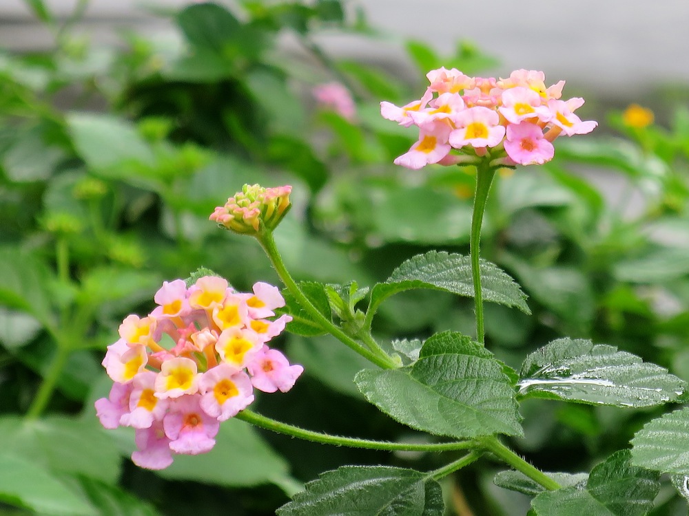 Lantana camara 'Mutabilis'