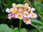 Lantana camara 'Mutabilis'