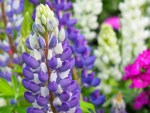 Lupinus (Lupin)