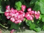 Pelargonium hortorum (Garden Geranium)