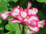 Pelargonium hortorum (Garden Geranium)