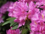 Rhododendron 'Senora Meldon'