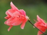 Rhododendron simsii (Red Azalea)