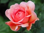 Rose 'Gail Borden'