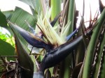 Strelitzia nicolai (Giant White Bird of Paradise)