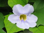 Thunbergia grandiflora