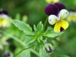Viola tricolor (Heartsease)