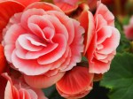 Begonia 'Elatior Begonia'