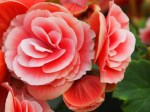 Begonia 'Elatior Begonia'
