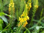 Bulbine natalensis