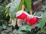 Fuchsia hybrida 'Garden Fuchsia' (1)