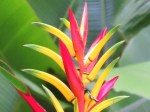 Heliconia psittacorum 'Lady Di'