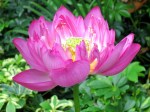 Nelumbo nucifera 'Sanshui Jiali' (Lotus)