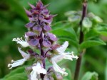 Ocimum basilicum var. thyrsiflora (Thai Basil)