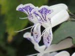 Plectranthus 'Mona Lavender' (Spur Flower)