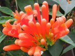 Pyrostegia venusta (Orange Trumpet Vine)
