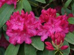 Rhododendron 'Sneezy'