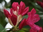 Rhododendron 'Sneezy'