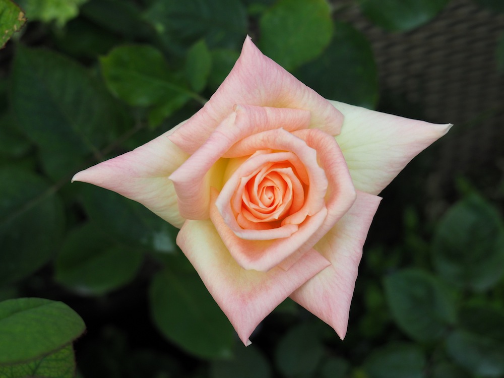 Rose 'Grandmere Jenny'