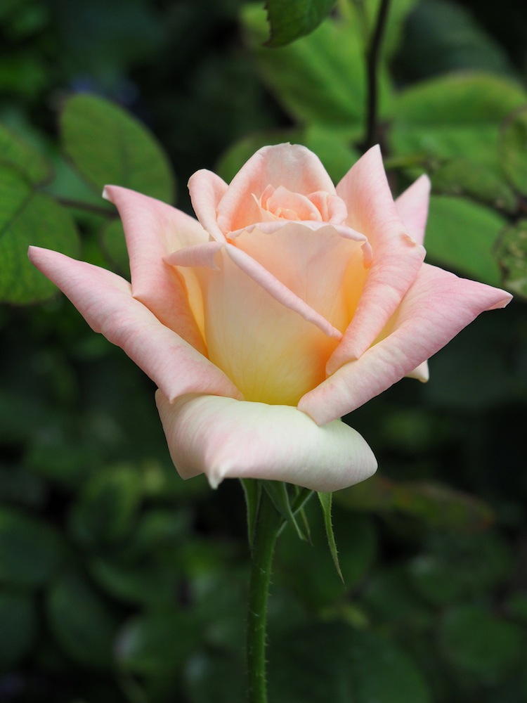 Rose 'Grandmere Jenny'